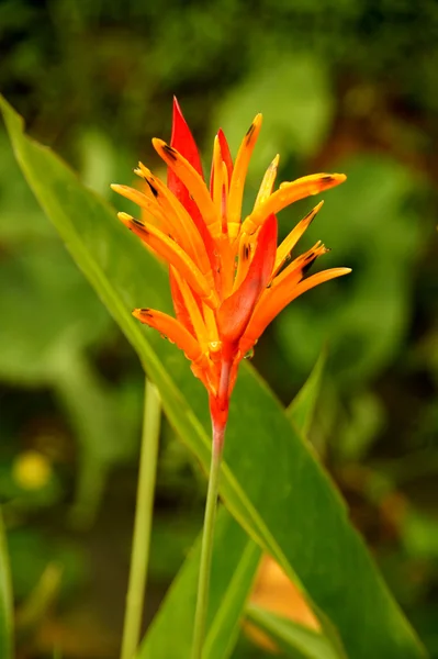 Beautiful Heliconia flower blooming — Stock Photo, Image