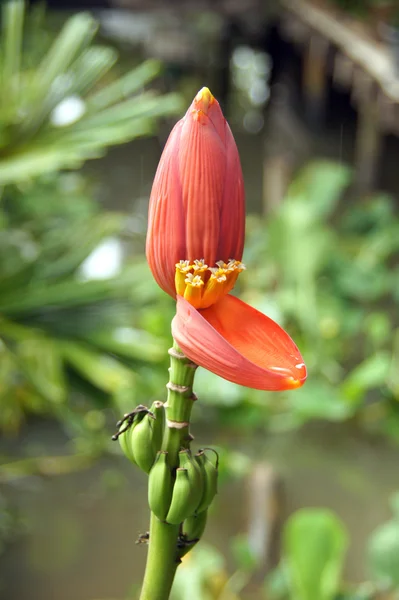 Flor de plátano — Foto de Stock