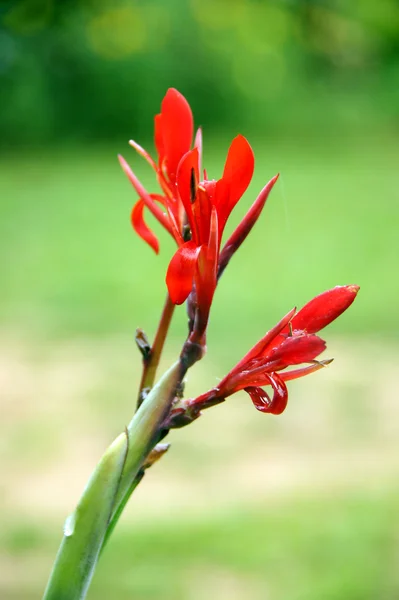 Röd canna blommor. — Stockfoto