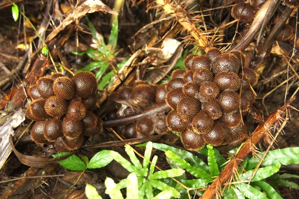 Zalacca，泰国传统季节性甜的水果风味 — 图库照片