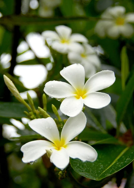 Biały frangipani kwiaty. — Zdjęcie stockowe