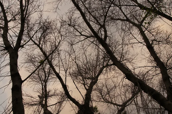 シルエット枯死木。上空の背景. — ストック写真