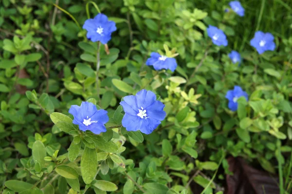 Blaue Blumen blühen im Frühlingswald — Stockfoto