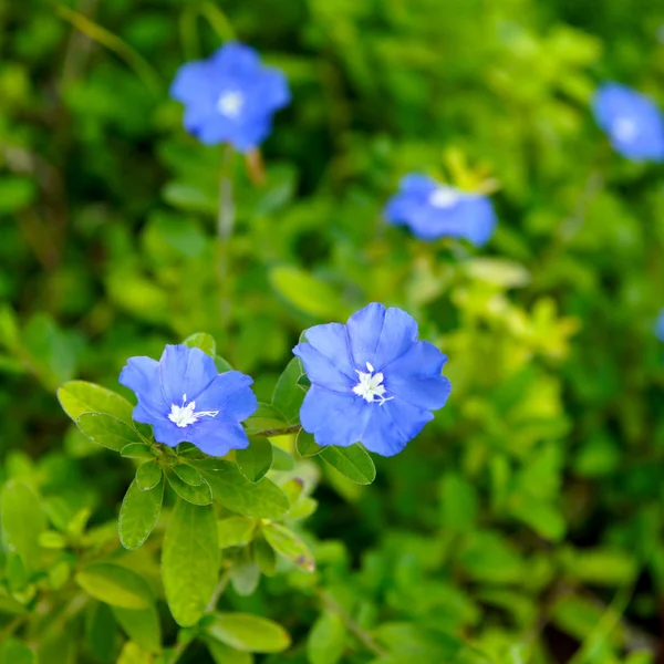 春の森に咲く青い花 — ストック写真