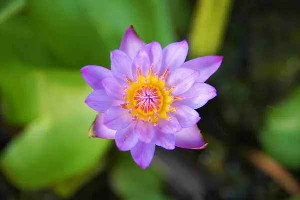 池に咲く蓮の花 — ストック写真