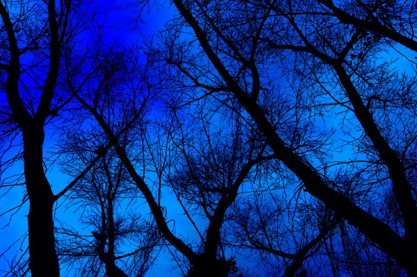 Siluetas árboles muertos. Fondo del cielo . — Foto de Stock