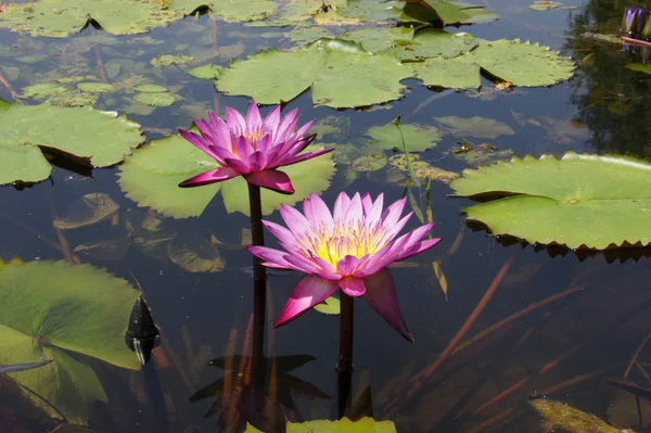 Fleur de lotus fleurissant sur l'étang — Photo