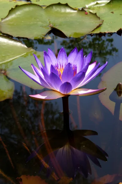 Fleur de lotus fleurissant sur l'étang — Photo