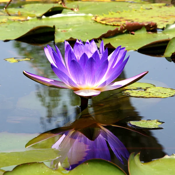 Lotus blossom blooming on pond — Stock Photo, Image