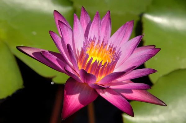 Lotus blossom bloeien op vijver — Stockfoto