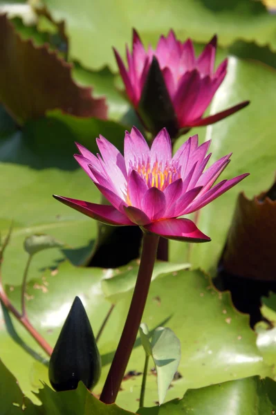 Lotosový květ kvete na rybníku — Stock fotografie