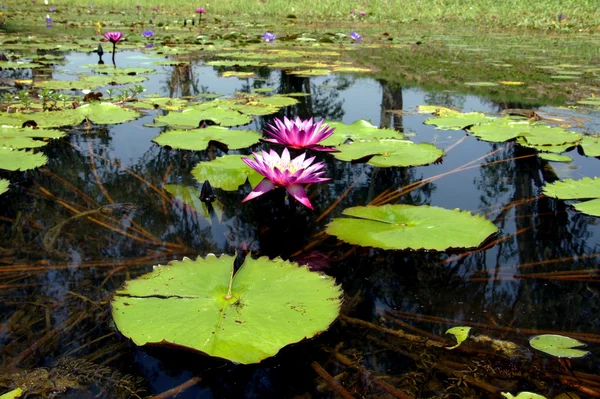 Flor de lótus florescendo na lagoa — Fotografia de Stock