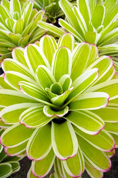 Bella chioma colorata sulla pianta bromeliaca — Foto Stock