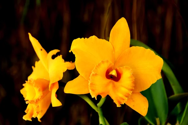 Orange orchid cattleya close up — Stock Photo, Image