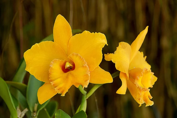 Orchidea arancione cattleya da vicino — Foto Stock