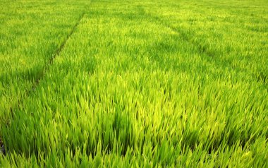 pirinç makineleri ile dikim fidan.