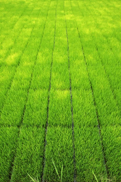 用机器种植水稻幼苗. — 图库照片