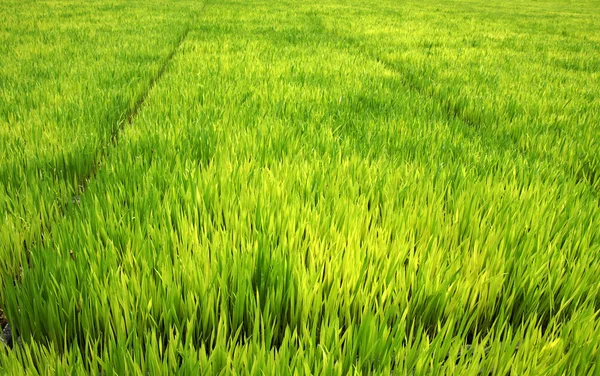 Zaailingen voor opplant rijst met machines. — Stockfoto