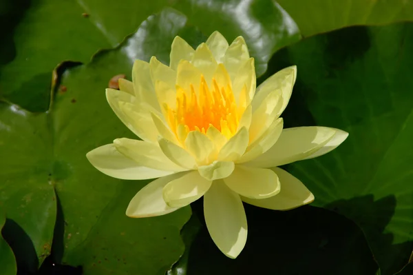 Yellow waterlily — Stock Photo, Image