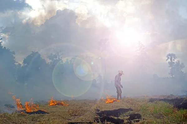 Agricoltore che brucia paglia in piantagione di riso. Per l'agricoltura . — Foto Stock