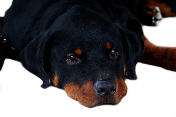 Retrato de Rottweiler — Foto de Stock