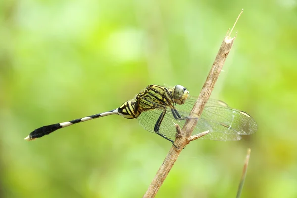 Ophiogomphus cecilia. Libélula cola de serpiente verde en el jardín . — Foto de Stock