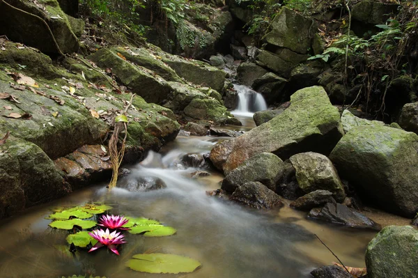 小睡莲和森林瀑布, — 图库照片