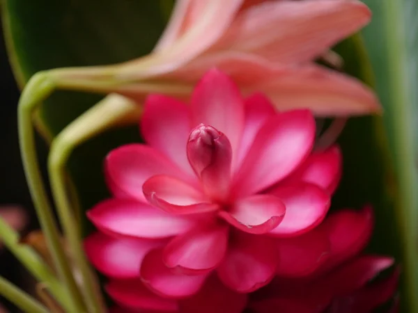 Hermosa flor de jengibre rojo tropical . —  Fotos de Stock