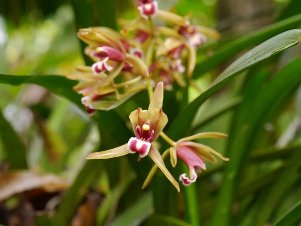 Gyönyörű orchidea virág cymbidium finlaysonianum. — Stock Fotó