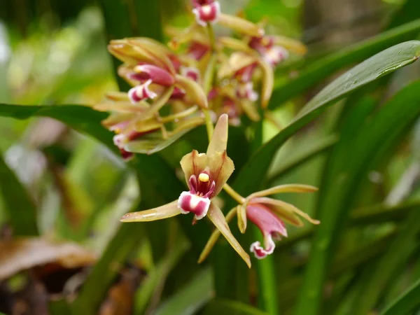 シンビジューム finlaysonianum の美しい蘭の花. — ストック写真