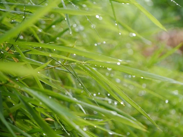 Bambusblätter nach Regen. — Stockfoto