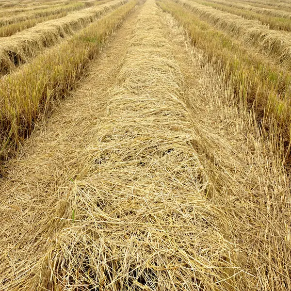 Straw for animal feed. — Stock Photo, Image