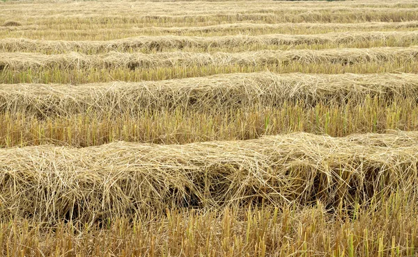 Stro voor het voederen van. — Stockfoto