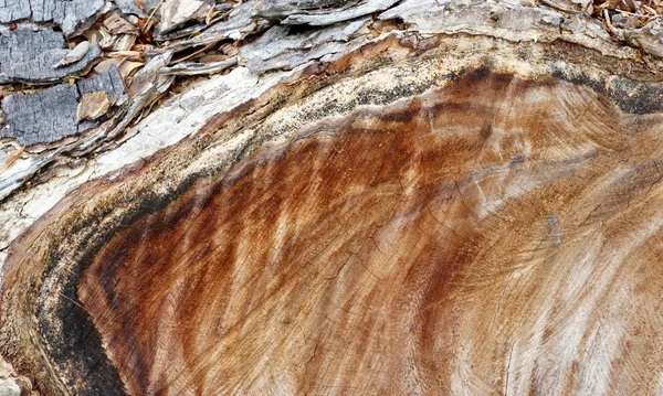 Textura de madera — Foto de Stock