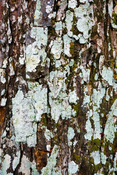 Texture de fond avec lichen jaune et gris . — Photo