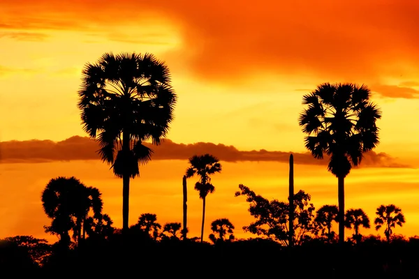 Palm silhouettes after sunset. — Stock Photo, Image