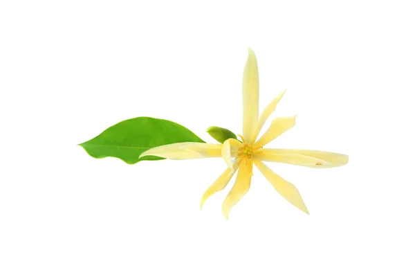 Magnolia flower isolated on white background. — Stock Photo, Image