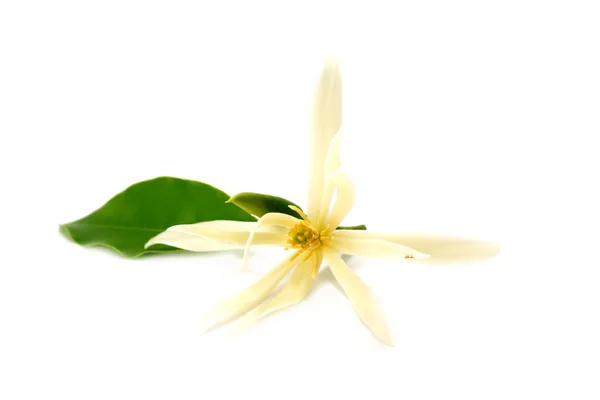 Flor de magnolia aislada sobre fondo blanco. — Foto de Stock