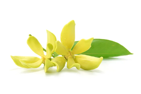 Gele bloem van bhandari op witte achtergrond. — Stockfoto