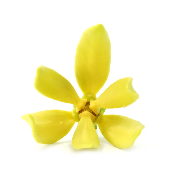 Желтый цветок Бхандари на белом фоне . — стоковое фото