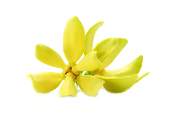 Yellow flower of Bhandari on white background. — Stock Photo, Image