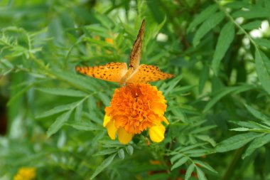 kadife çiçeği veya tagetes turuncu çiçekler üzerinde çiftleşme kelebekler