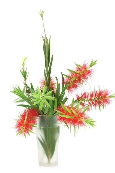 Red bottle brush flower isolated on white background — Stock Photo, Image