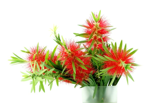 Red bottle brush flower isolated on white background — Stock Photo, Image