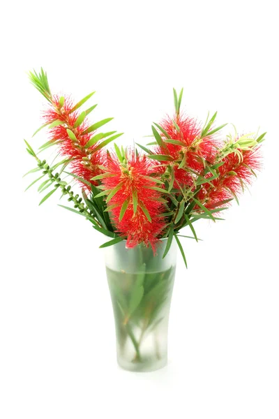 Red bottle brush flower isolated on white background — Stock Photo, Image