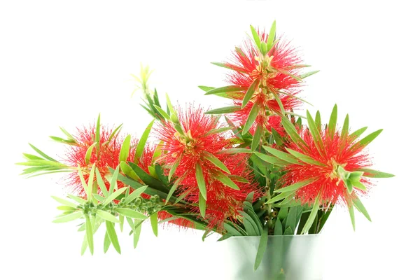 Red bottle brush flower isolated on white background — Stock Photo, Image