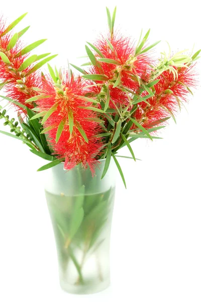 Red bottle brush flower isolated on white background — Stock Photo, Image