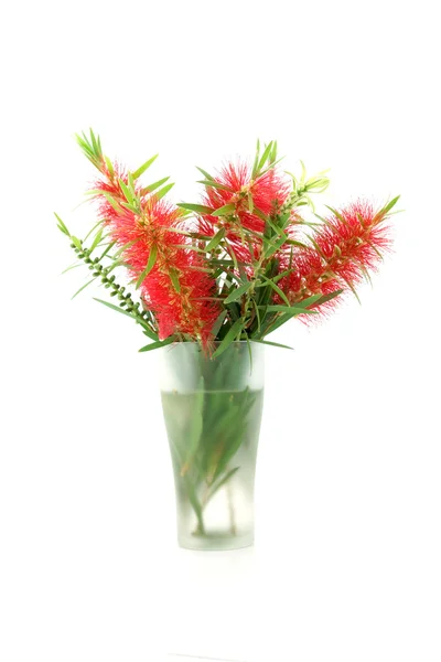 Szczotka butelka czerwony kwiat na białym tle — Zdjęcie stockowe