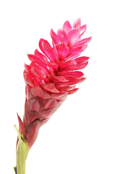 Piękny tropikalny czerwony kwiat imbiru na izolowanie biały — Zdjęcie stockowe