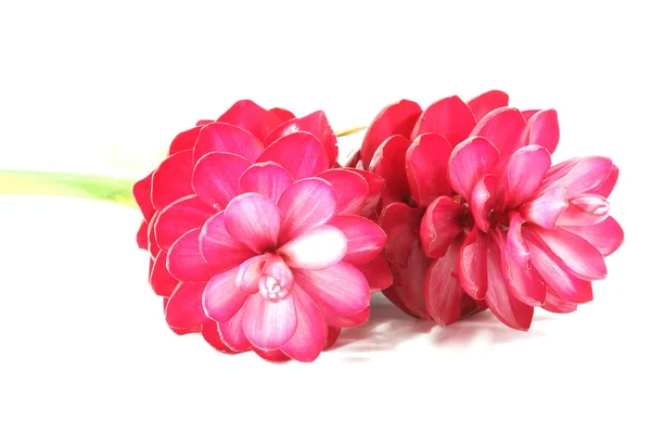 Schöne tropische rote Ingwerblüte auf isoliertem weißem Hintergrund — Stockfoto
